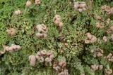 Cladonia peziziformis image