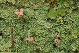 Cladonia peziziformis image