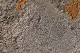 Diploschistes actinostomus image
