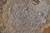 Diploschistes actinostomus image