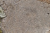 Diploschistes actinostomus image