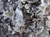 Parmotrema perlatum image