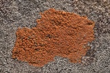 Caloplaca squamosa image