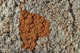 Caloplaca squamosa image
