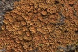 Caloplaca squamosa image