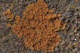 Caloplaca squamosa image