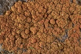 Caloplaca squamosa image