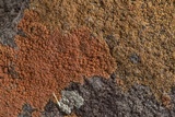Caloplaca squamosa image