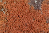 Caloplaca squamosa image