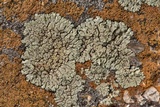Lecanora muralis image