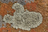 Lecanora muralis image