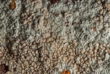 Lecanora muralis image