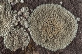 Lecanora muralis image