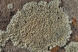 Lecanora muralis image