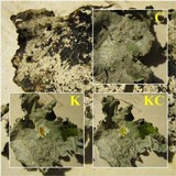 Parmotrema perlatum image