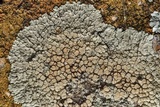 Lecanora muralis image