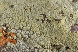 Acarospora socialis image