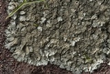 Xanthoparmelia conspersa image