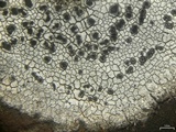 Rhizocarpon petraeum image