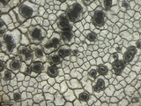 Rhizocarpon petraeum image