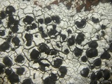 Porpidia speirea image