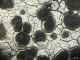 Porpidia speirea image