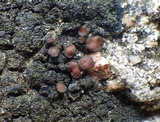 Collema tenax var. tenax image