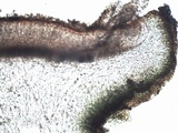 Collema tenax var. tenax image
