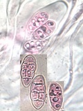 Collema tenax var. tenax image