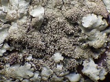 Xanthoparmelia conspersa image