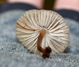 Mycena inclinata image