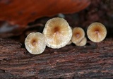 Mycena inclinata image