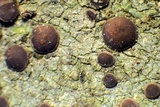 Bacidia laurocerasi image