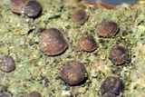 Bacidia laurocerasi image