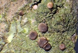 Bacidia laurocerasi image