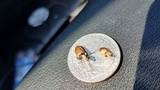 Psathyrella coprophila image