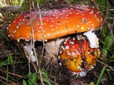 Amanita amerimuscaria image