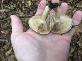 Inocybe fraudans image