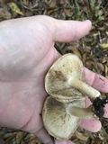 Inocybe fraudans image
