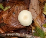 Cuphophyllus virgineus image