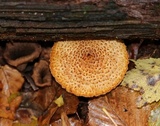 Leucopholiota decorosa image