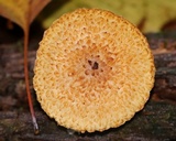 Leucopholiota decorosa image