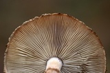 Leucopholiota decorosa image