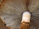 Leucopholiota decorosa image