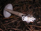 Amanita pachycolea image