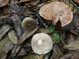 Lactarius proximellus image
