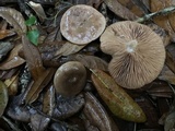 Lactarius proximellus image