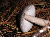 Amanita pachycolea image