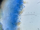 Inocybe fraudans image