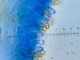 Inocybe fraudans image